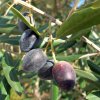 Olea europaea